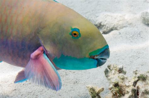 Parrotfish Have Been Caught Farming Coral Reefs Atlas Obscura