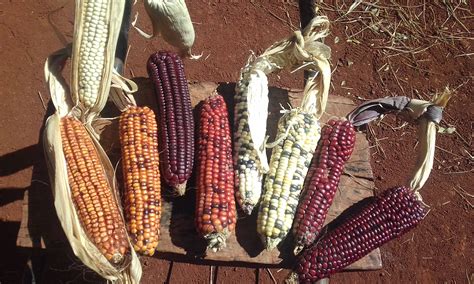 Scientists Overhaul Corn Domestication Story With Multidisciplinary