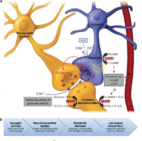 PDF The Role S Of Astrocytes And Astrocyte Activity In Neurometabolism Neurovascular