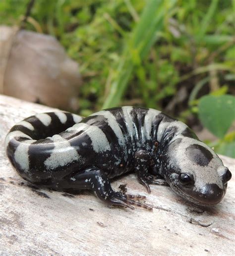 Stream Critters Marbled Salamander My Green Montgomery My Green