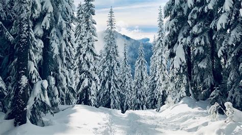Download Wallpaper 1280x720 Forest Winter Snow Trees Path Traces