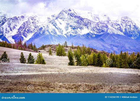 Pine Forest In The Mountain Valley Stock Image Image Of Mountain