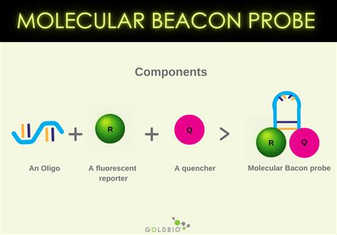 Overview Types Of Pcr Probes Goldbio