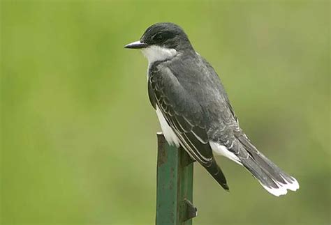 Eastern Kingbird Its Nature