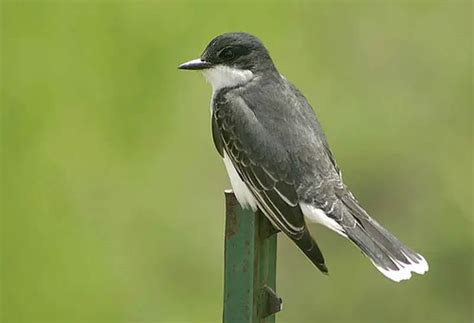 Eastern Kingbird Tyrannus Tyrannus Birds