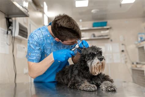 Young Veterinarian Technician Check His Patient Ears Dog Ear Check In