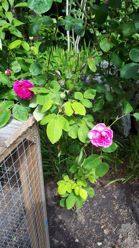 Roses — Bbc Gardeners World Magazine