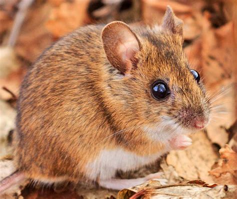 How To Get Rid Of Field Mice Omnis Pest Control