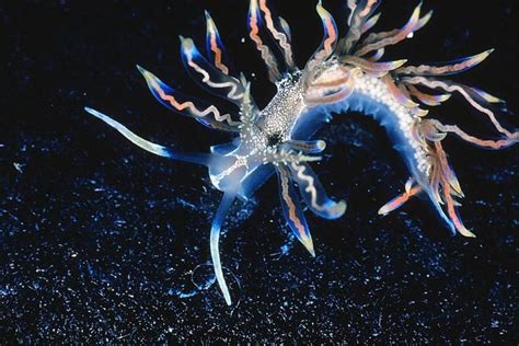 Top 10 New Species Cartwheeling Spider Psychedelic Sea Slug Sea