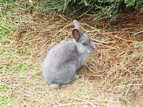 Bright Attractive Sweet Looking Gray Baby Bunny Rabbit Stock Image