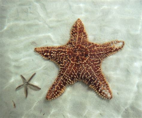 The Golden Number And Fibonacci Line Starfish Ocean Creatures Sea