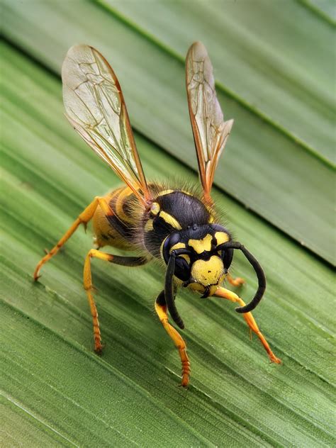 Wasp Wikipedia