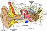 Parts Of The Ear Pictures