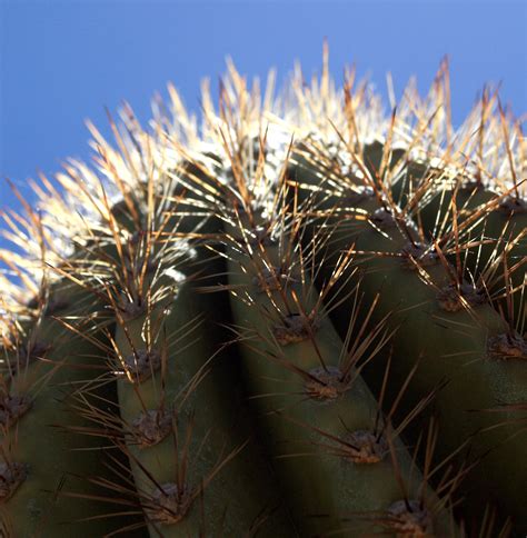 Tucson Arizona Cactus 7 Tucson Arizona Arizona Cactus Tucson