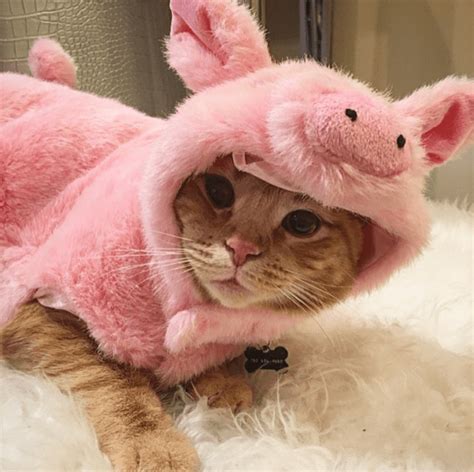 13 Cats Dressed As Other Animals