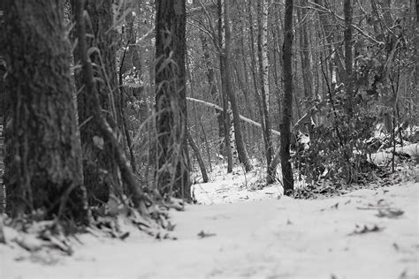 Snowy Woods Black And White Photograph By Desiree Caudell Fine Art