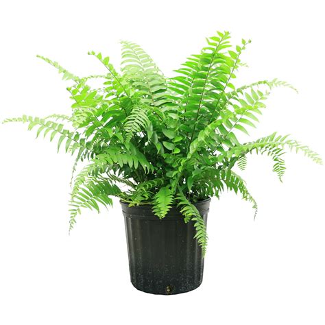 Costa Farms Live Indoor 19in Tall Green Macho Fern Indirect Sunlight Plant In 10in Grower