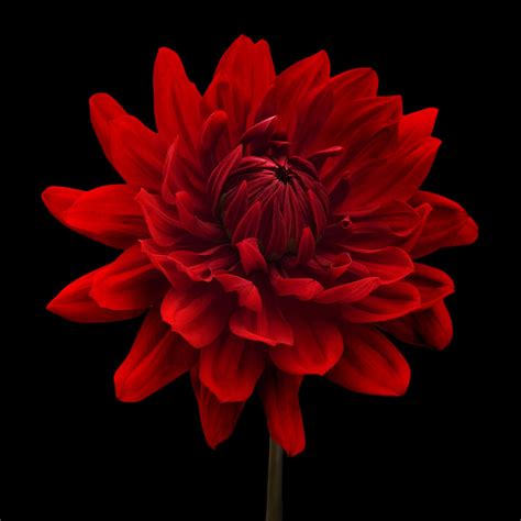 54 Red Flower Black Background
