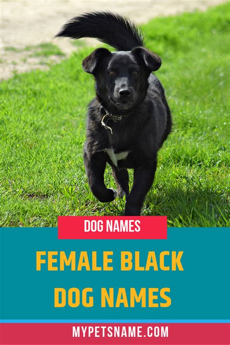Black Dog Names 200 Beautiful Names For Black Dogs Artofit