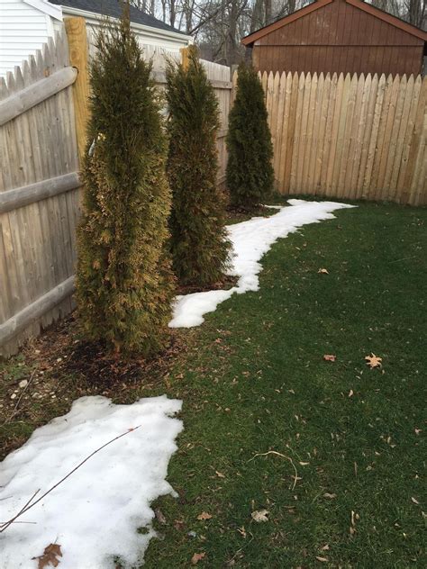 Are My Emerald Green Arborvitaes Dying Winter Landscaping