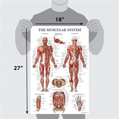 Laminated Palace Learning Set Of Two Muscular System Anatomical