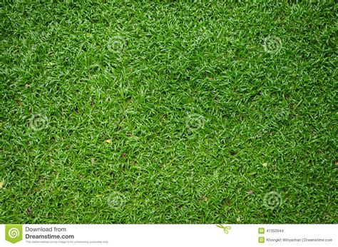 Green Grass Texture As Background Stock Photo Image Of Nature Cool