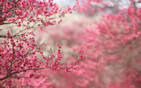 Beautiful Flower Wallpapers For You Japanese Cherry