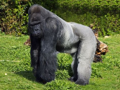 Gorilla Facts Live Science