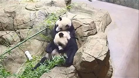 ‘off The Charts Adorable Giant Panda Cub Plays With Its Mama Video