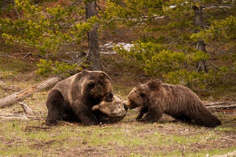 Photos Massive Yellowstone Grizzly Kills Another Bear Outdoor Life