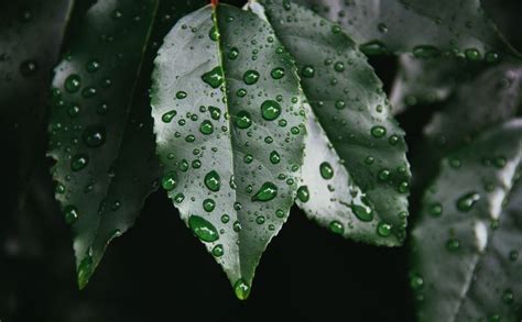 2000x1237 Water Drop Dew Leaf Leafe Green Cloudy Water Dew Drop