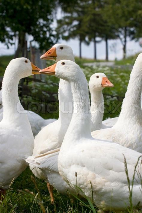 Domestic Geese In The Garden In The Stock Image Colourbox