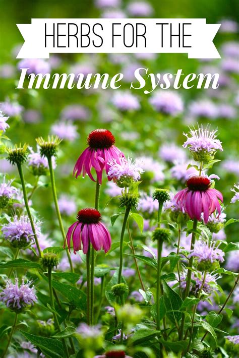 The findings were published in the journal emotion. Herbs for the Immune System | Chestnut School of Herbal ...