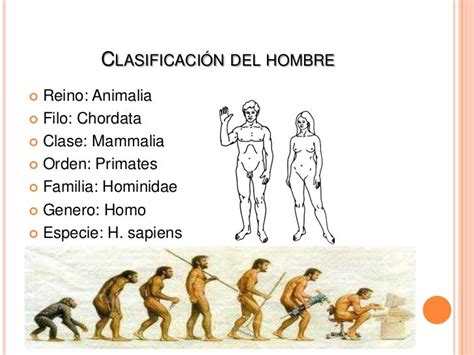 Evolucion Y Origen Del Ser Humano Kulturaupice