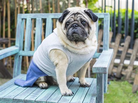 Over 514 fat dog sitting pictures to choose from, with no signup needed. Fat pug dog. stock photo. Image of cute, friendship ...