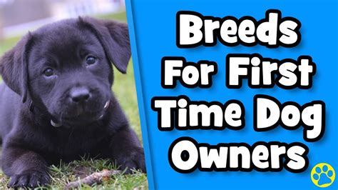 11 Best Dog Breeds For First Time Dog Owners Youtube