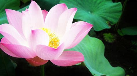 Lily Pad Wallpapers Wallpaper Cave