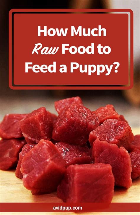3 to 6 months old: How Much Raw Food to Feed a Puppy? Schedule Based on Age ...