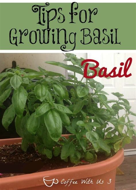 Do You Know How To Care For Your Basil How About What Part To Harvest