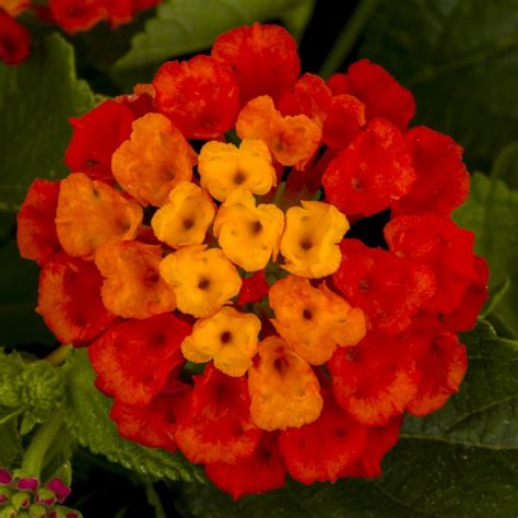 They give their all in absolutely everything … Hot Blooded™ Lantana - Mast Young Plants