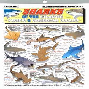 Tightline Publications Shark Identification Chart Walmart Com