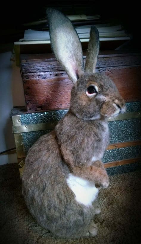 Ooak Needle Felted Alpaca Life Size Cottontail Bunny Rabbit Hare