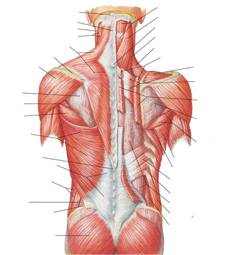 Superficial Back Muscle Netters Diagram Quizlet
