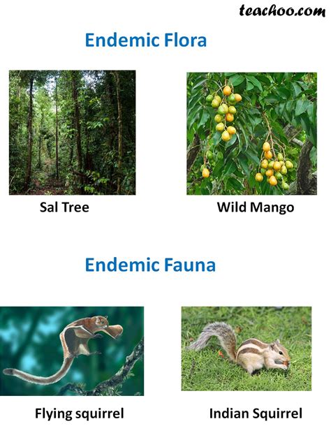 However, this park harbors only about 3 percent of the endemic tree species and about 30 percent of the palm species known in peninsular malaysia (soepadmo 1995). Endemic Species - Definition & Examples found India - Teachoo