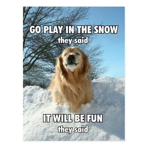 Funny Golden Retriever Go Play In The Snow Meme Postcard Zazzle