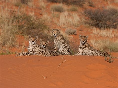 Cheetahs Kalahari Desert