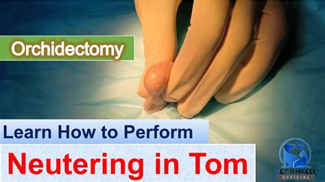Neutering In Tom Learn Castration Orchidectomy In Tom Vet Ismaeel Official Veterinary