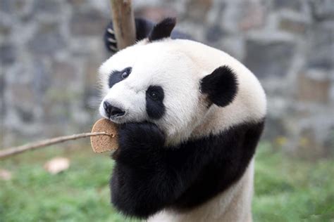 China To Build National Park For Wild Pandas Gdtoday
