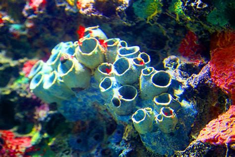 Are Corals Animals Plants Or Rocks Wonderopolis