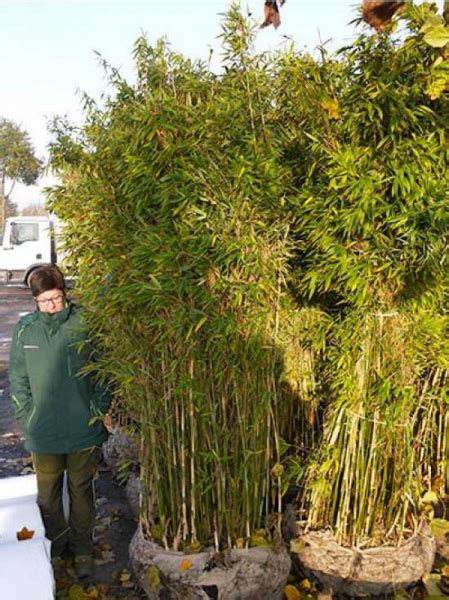 Eine gute maßnahme den wurzelbereich zu schützen ist es, einen kaninchendraht um den bambus aufzustellen und diesen mit laub aufzufüllen. Fargesia murielae 'Jumbo' / Gartenbambus 'Jumbo' 200-250 ...